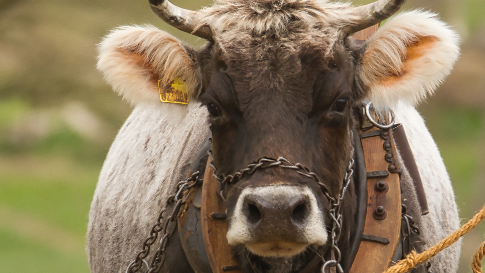 Tierpark Sababurg zeigt beim Herbstfest die Vielfalt rund um Kartoffel, Apfel und Kürbis