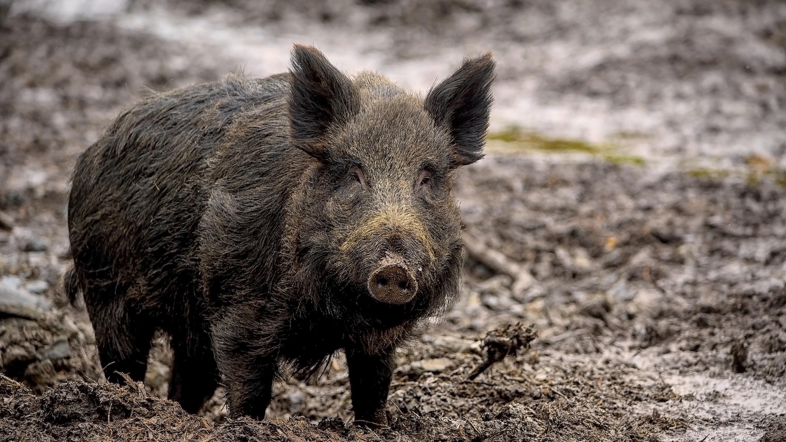Afrikanische Schweinepest in NRW: Veterinäramt appelliert an Landwirte und Jäger 