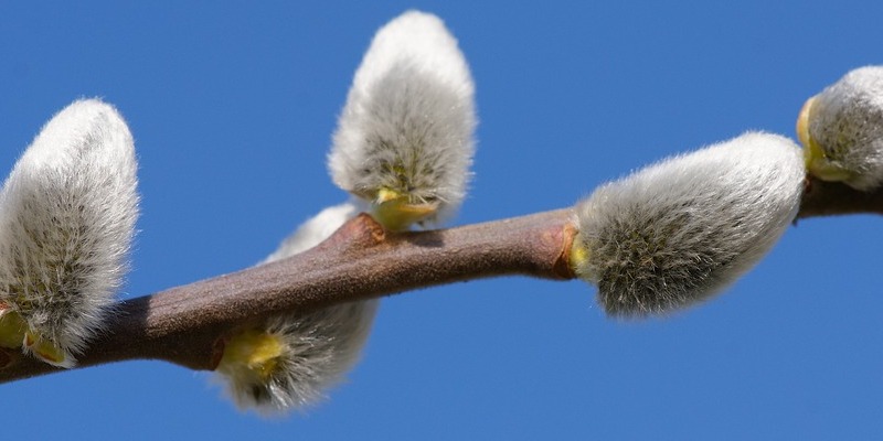 Die Mu00f6glichkeit, Deko-Elemente aus Weidenruten selbst herzustellen, bietet sich am Dienstag, 20.03., oder am Mittwoch, 21.03. wu00e4hrend eines Weidenflechtkurs in der Heimatstube in Menne. Symbolfoto: Pixabay